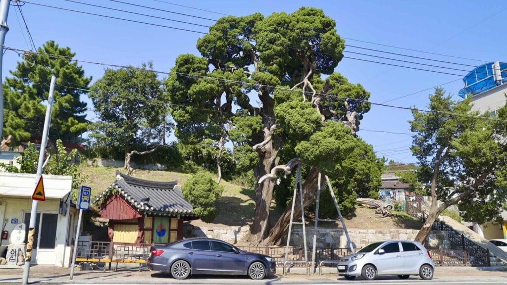 A picture of Hujeong Village Juniper (후정리 향나무) in Jukbyeon Port (죽변항) along the Gyeongbuk (East Coast) Bicycle Path (동해안자전거길 (경북)) in Uljin County (울진군), South Korea.