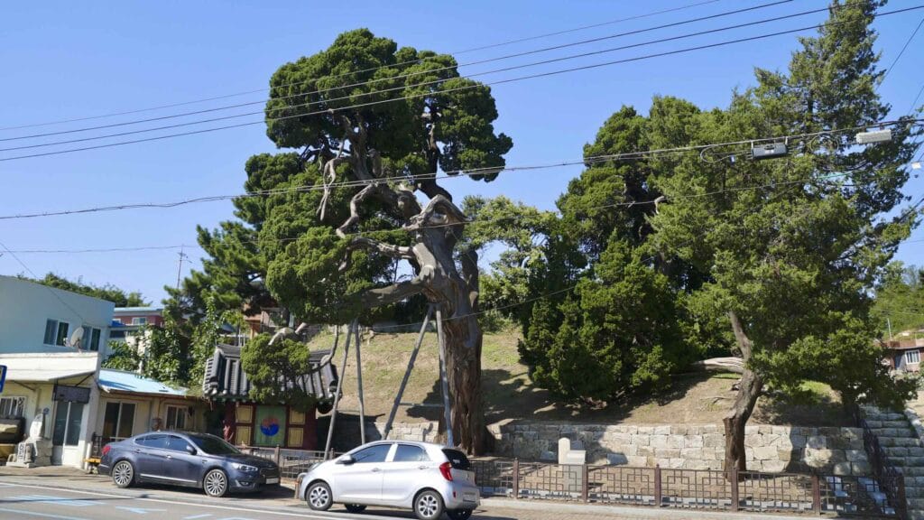 A picture of Hujeong Village Juniper (후정리 향나무) in Jukbyeon Port (죽변항) along the Gyeongbuk (East Coast) Bicycle Path (동해안자전거길 (경북)) in Uljin County (울진군), South Korea.