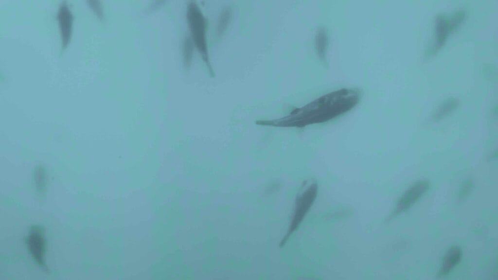 A picture of the National Maritime Science Museum (국립해양과학관) in Jukbyeon Port (죽변항) along the Gyeongbuk (East Coast) Bicycle Path (동해안자전거길 (경북)) in Uljin County (울진군), South Korea.