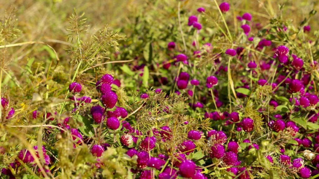 A picture of Uljin Wangpi Stream Eco Park (울진왕피천생태공원) along the Gyeongbuk (East Coast) Bicycle Path (동해안자전거길 (경북)) in Uljin County (울진군), South Korea.