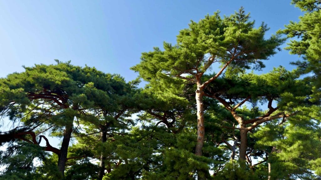 A picture of geumgangsong trees (금강송) at Uljin Wangpi Stream Eco Park (울진왕피천생태공원) along the Gyeongbuk (East Coast) Bicycle Path (동해안자전거길 (경북)) in Uljin County (울진군), South Korea.