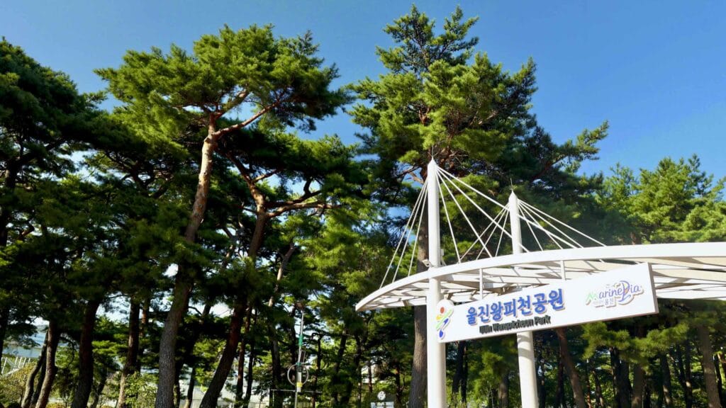 A picture of geumgangsong trees (금강송) at Uljin Wangpi Stream Eco Park (울진왕피천생태공원) along the Gyeongbuk (East Coast) Bicycle Path (동해안자전거길 (경북)) in Uljin County (울진군), South Korea.