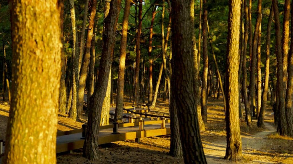 A picture of Wolsong Pavilion (월송정) along the Gyeongbuk (East Coast) Bicycle Path (동해안자전거길 (경북)) in Uljin County (울진군), South Korea.