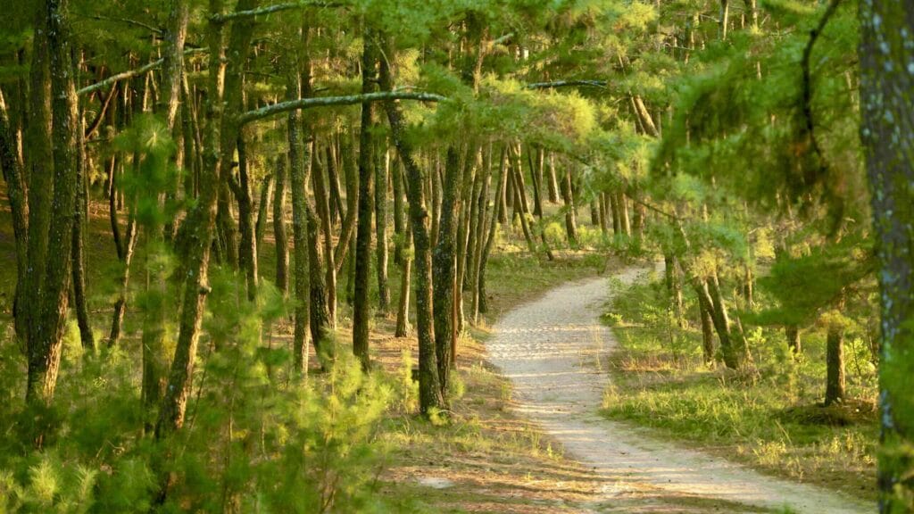 A picture of Wolsong Pavilion (월송정) along the Gyeongbuk (East Coast) Bicycle Path (동해안자전거길 (경북)) in Uljin County (울진군), South Korea.