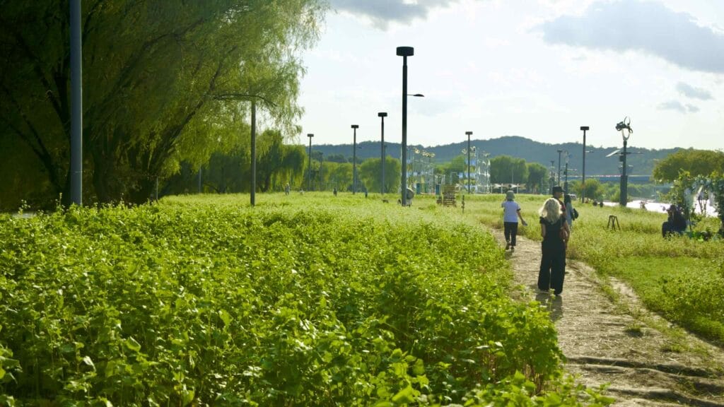 A picture of the Seorae Island (서래섬) in Banpo Hangang Park (반포한강공원) in Seoul, South Korea.