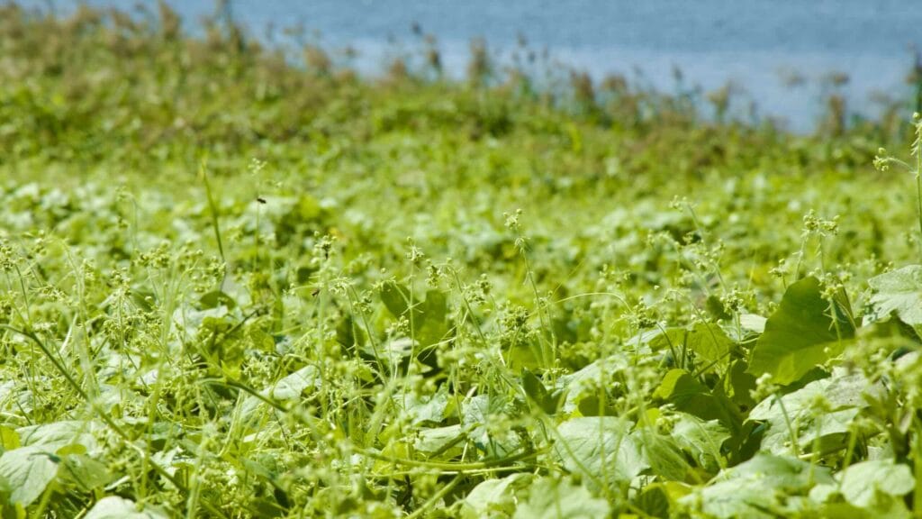 A picture of the Hangang Bike Path (한강 자전거길) in Namyangju City (남양주시) South, Korea.