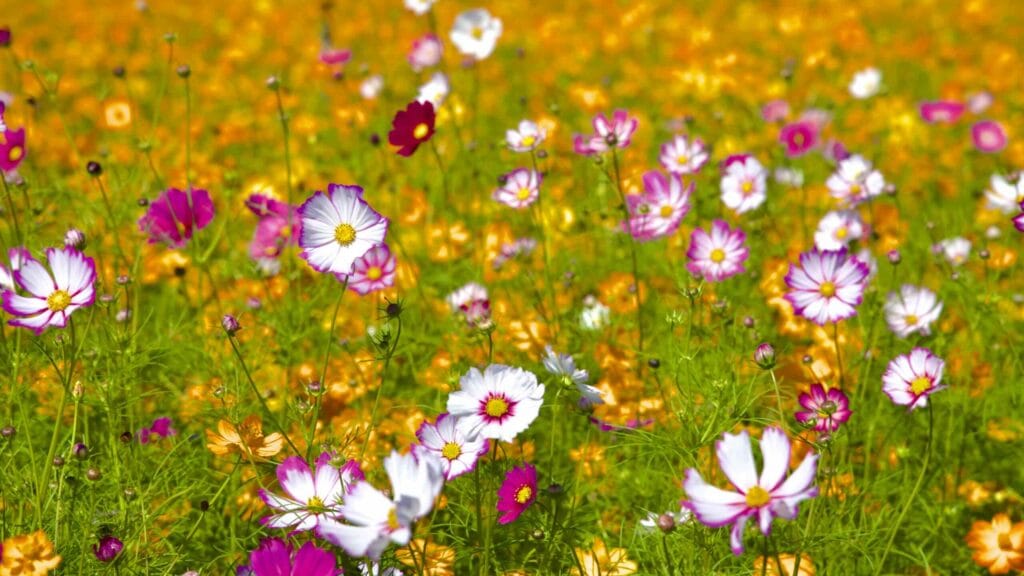 A picture of the Guri Han River Park (구리한강시민공원) on the Hangang Bike Path (한강 자전거길) in Guri City (구리시) South, Korea.