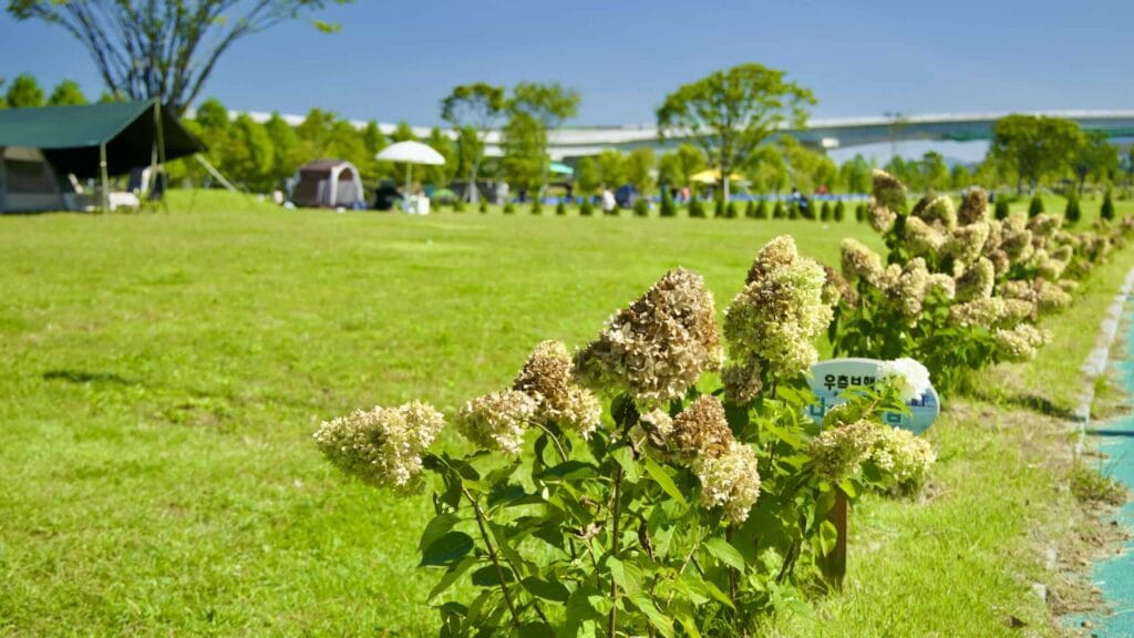 A picture of the Guri Han River Park (구리한강시민공원) on the Hangang Bike Path (한강 자전거길) in Guri City (구리시) South, Korea.