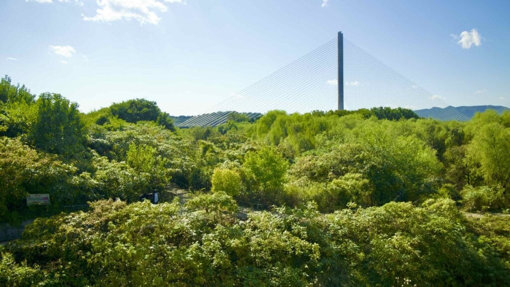 A picture of Godeok Ecological Park (고덕수변생태공원) in Gwangnaru Hangang Park (광나루한강공원) in Seoul, South Korea.
