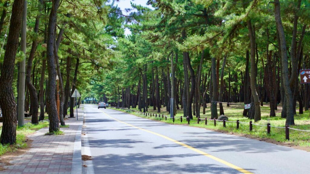 A two-lane road flanks by green pine trees, forming a natural canopy, near Songjeong Beach on a sunny day.