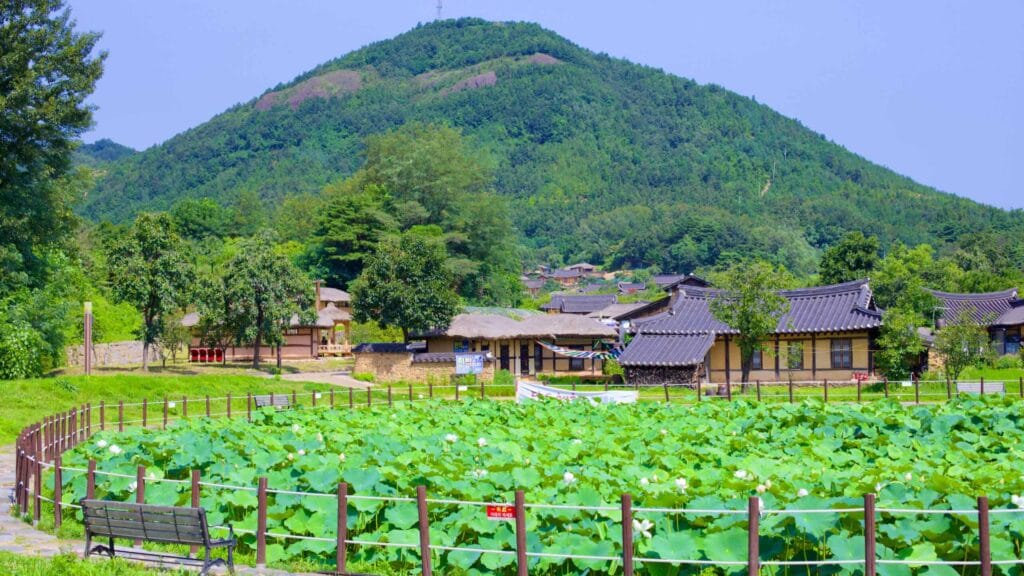 Ripened lotus plants adorn a small pond in the heart of Wanggok Hanok Village, where traditional Korean houses nestle beneath a mountain.