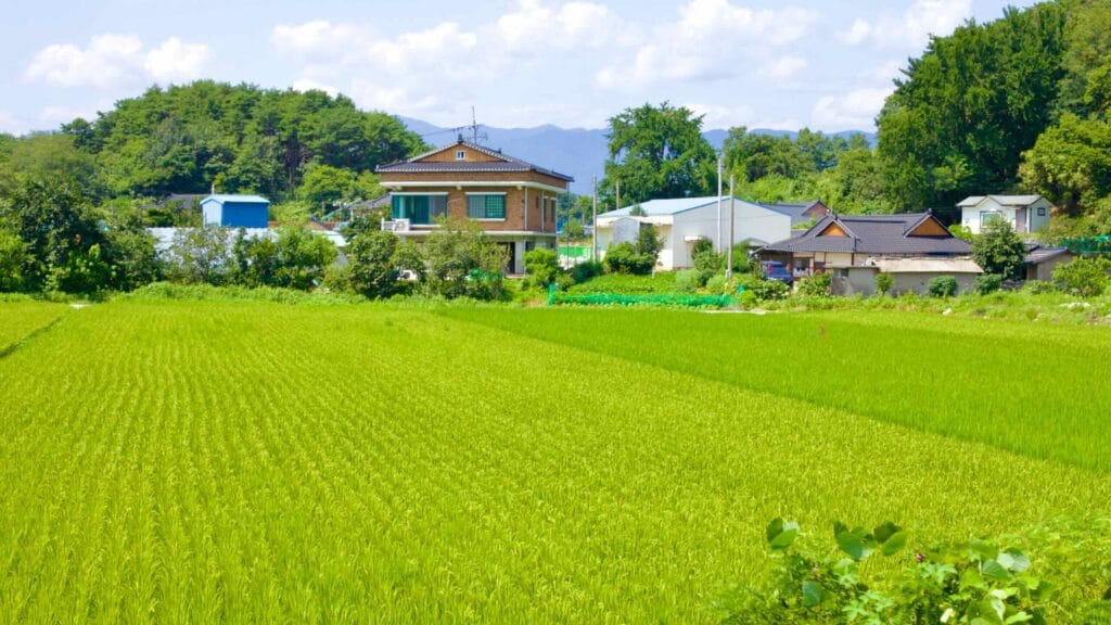 Expansive rice farm fields in the foreground lead to quaint farmhouses and sheds, near Gajin Port.