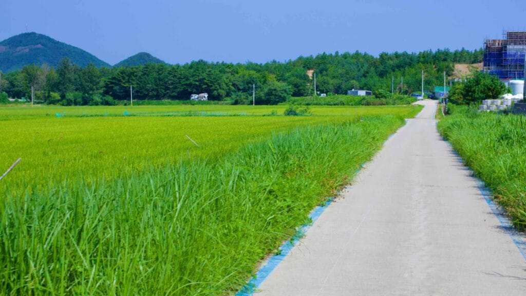Rice fields on a bike path stretch towards the horizon near Oh-ho Port.