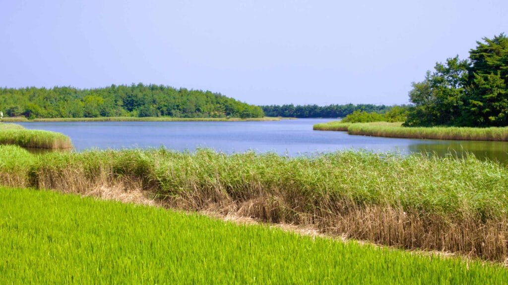 Songji Lake is surrounded by verdant reeds, fields, and forests near the East Sea.