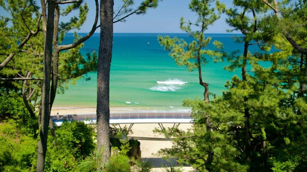 Turquoise waters of the East Sea framed by lush pine trees, as seen from Isabu Lion Park.