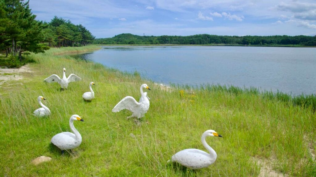 wildlife representation