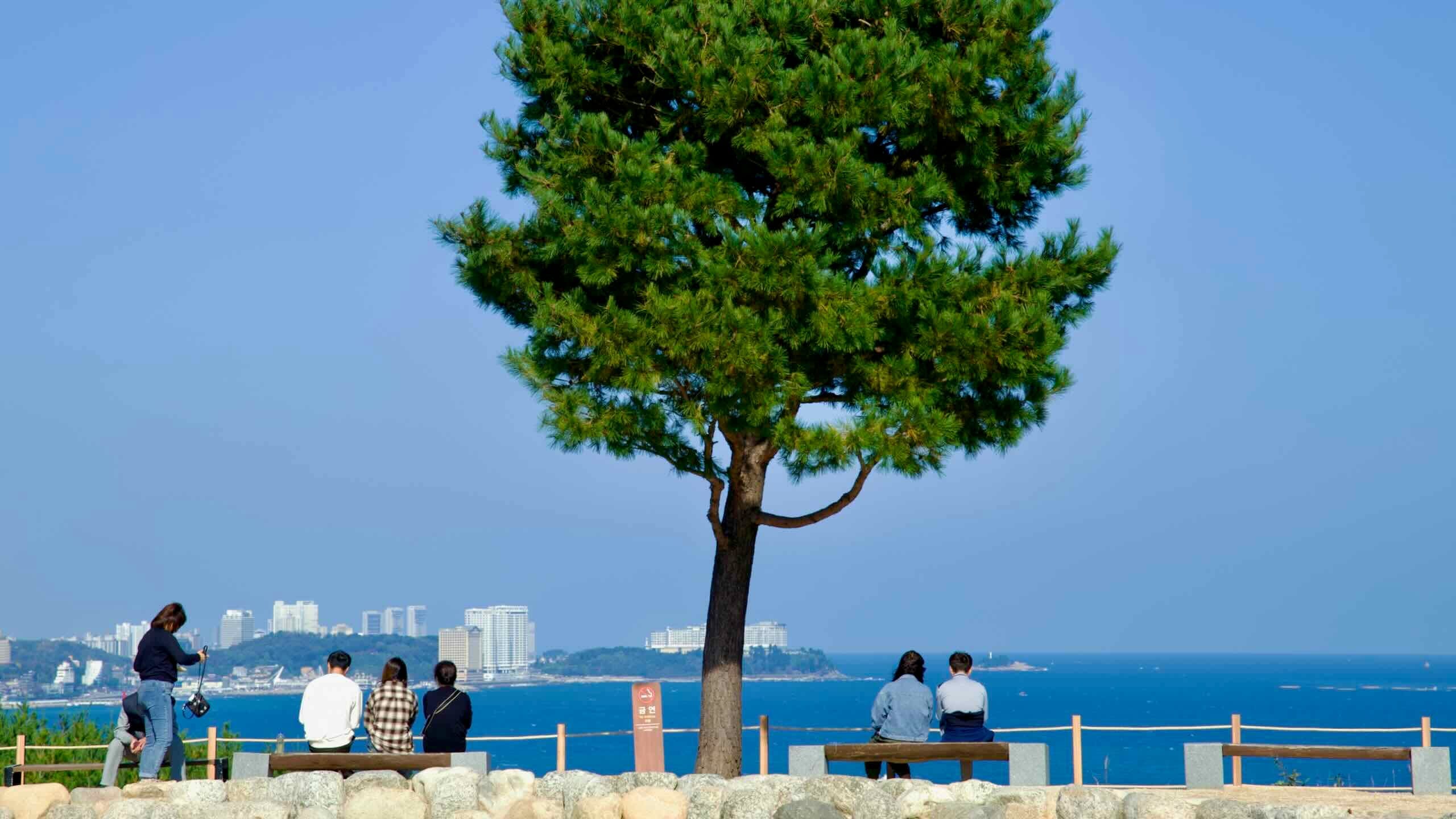 A tranquil scene near the Avalokitesvara statue at Naksansa Temple, where visitors relax under a lone tree overlooking the East Sea and distant coastal cityscape.