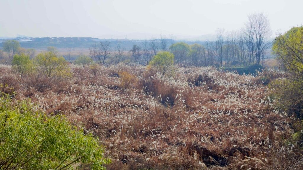 environmental scene