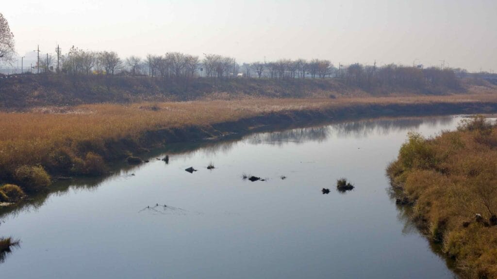 The still waters of Miho Stream reflect the golden reeds lining its banks as a few ducks glide across the surface, creating ripples in the tranquil autumn landscape.
