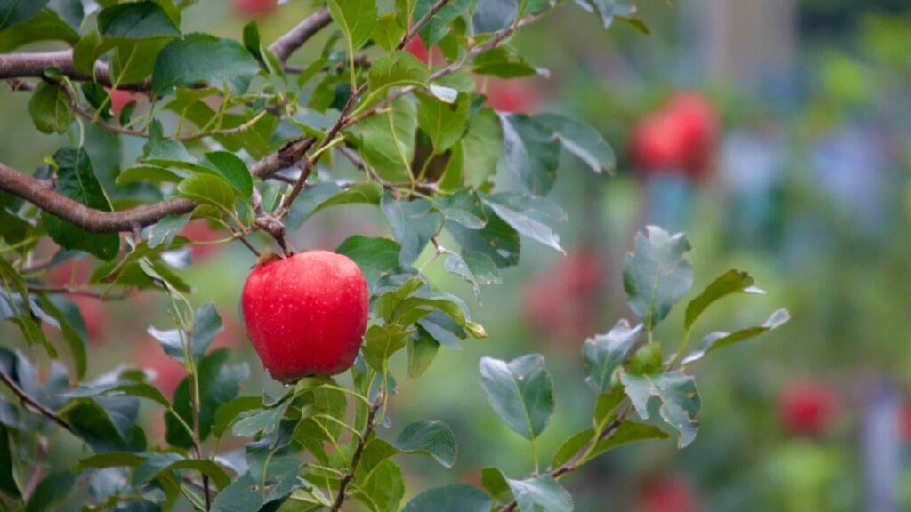 A vibrant red apple hangs from a leafy branch in a Korean orchard, with more ripe apples blurred in the background, marking the peak of the harvest season.