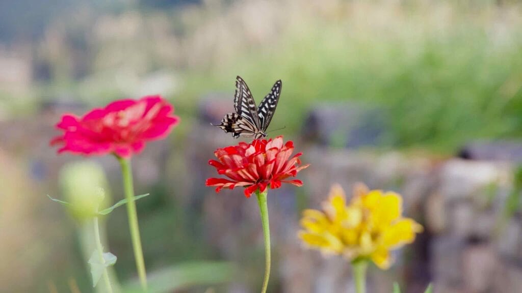 A black and white butterfly rests on a red zinnia in a colorful garden.