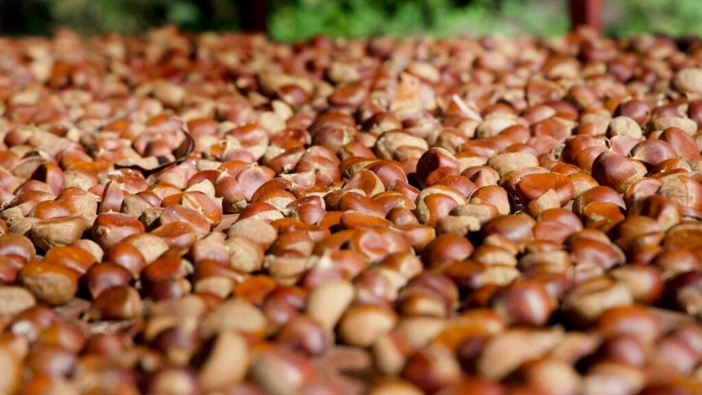 Freshly harvested chestnuts drying under the sun.