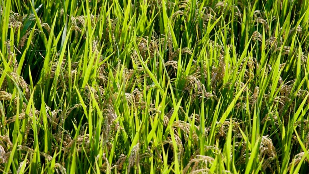 sustainable farming