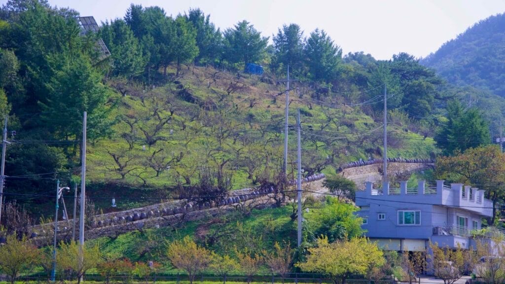 Gwangyang Plum Blossom Village