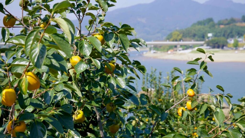 seasonal fruit