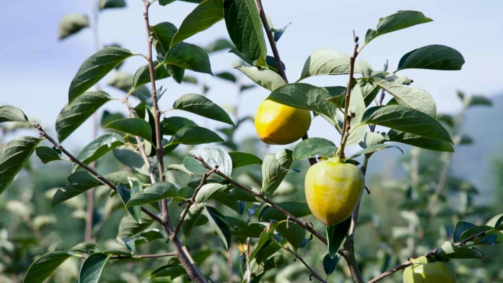 Golden-yellow persimmons contrasting with vibrant green leaves.