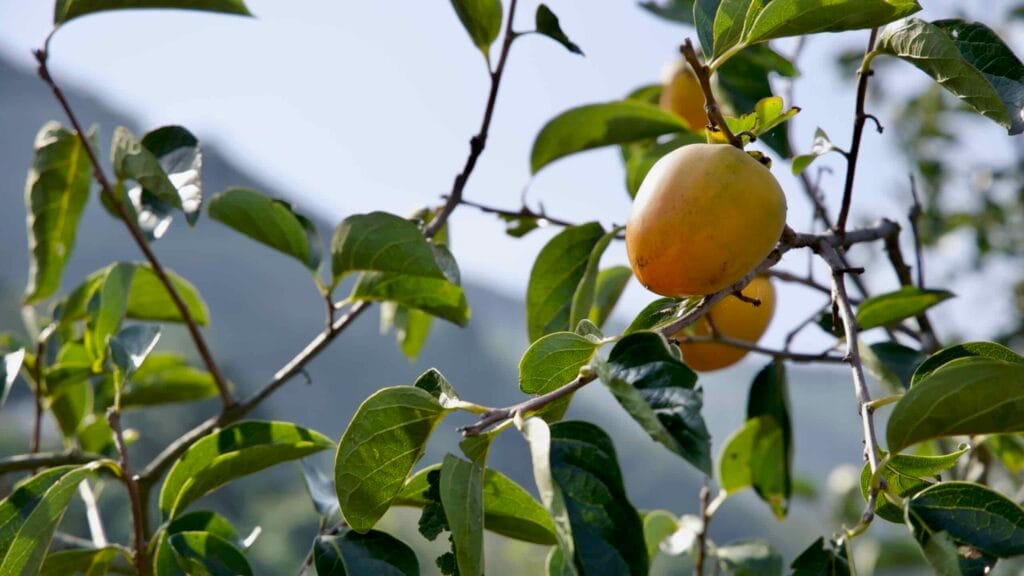 Sunlit persimmons on a tree with a soft mountain backdrop.