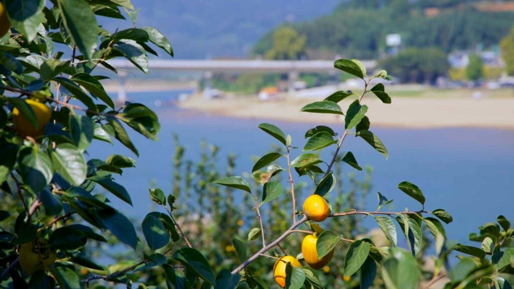 A branch with ripe persimmons extends toward the Seomjin River.