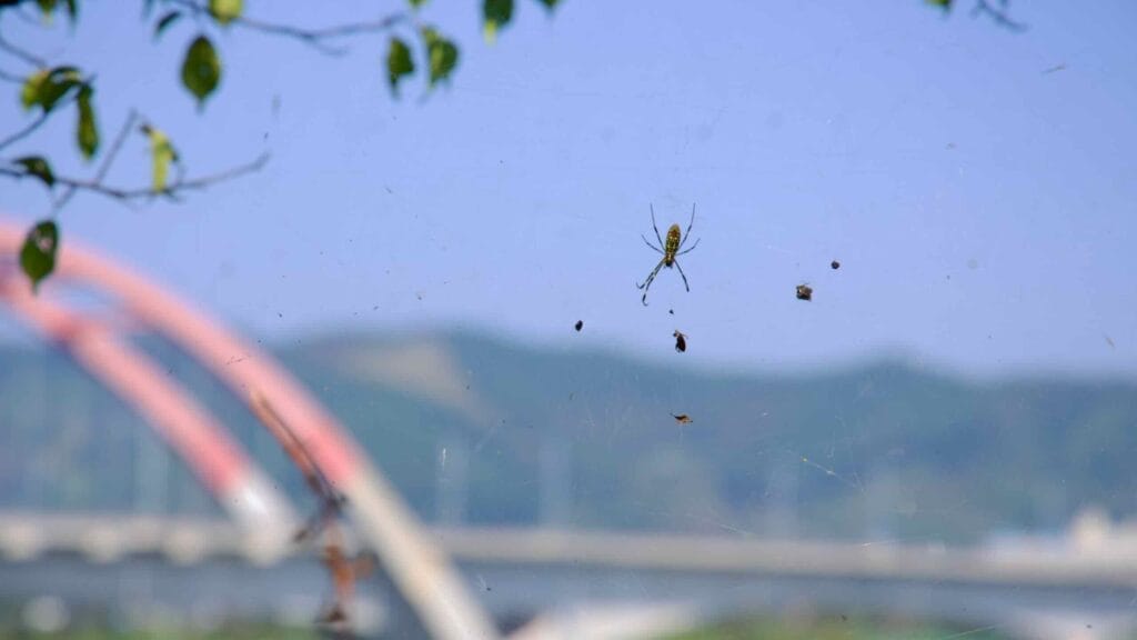 A spider is suspended in its web, with a view of an arched railroad bridge spanning the Seomjin River.
