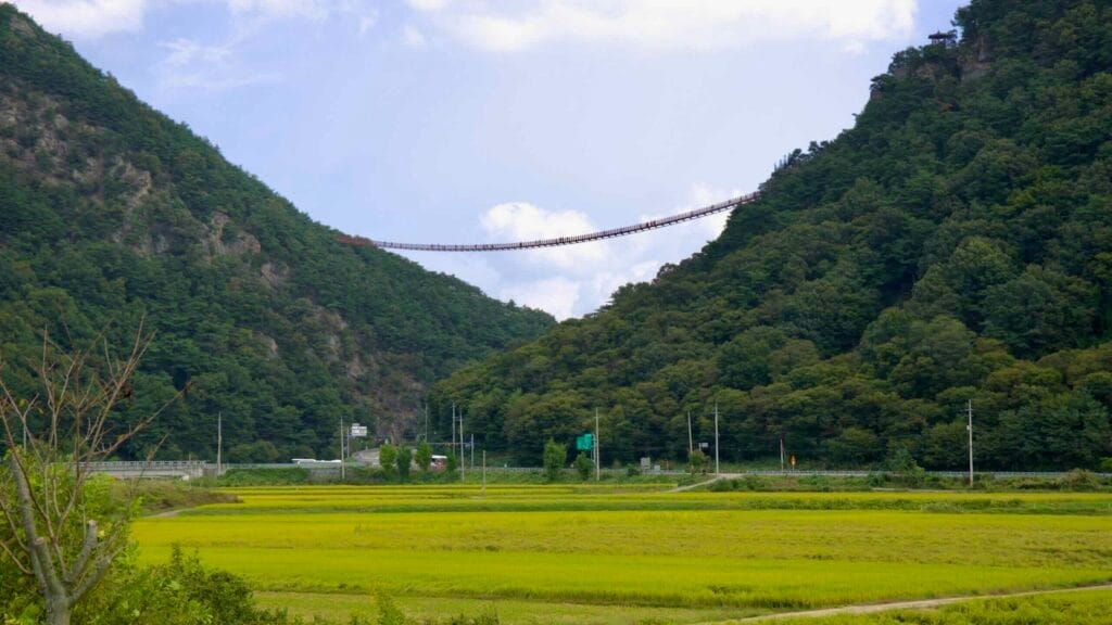 Chaegye-san Suspension Bridge stretches between forested peaks, towering above golden rice fields.