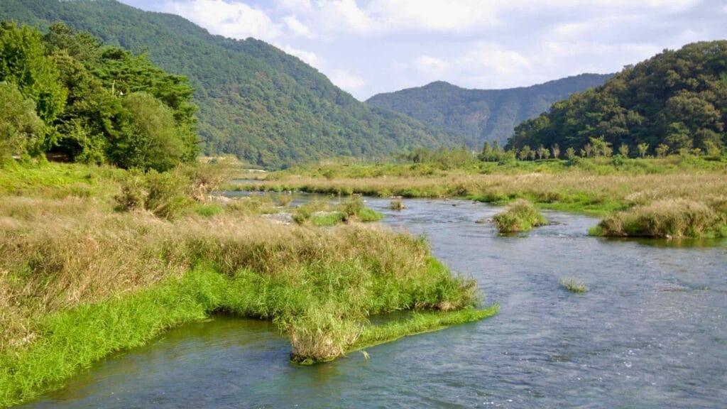 riparian zone