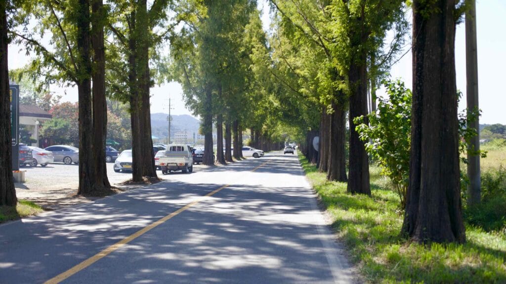 Vehicles travel the scenic metasequoia-lined road landmark, creating a shaded tunnel.