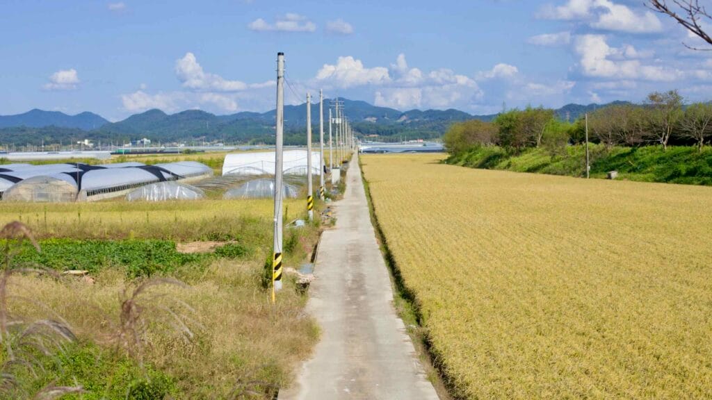 Long, straight rural road between golden rice fields and greenhouse farmland.