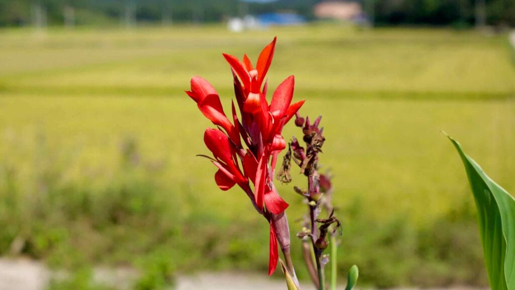A vibrant red canna flower stands tall against a blurred background of golden rice fields