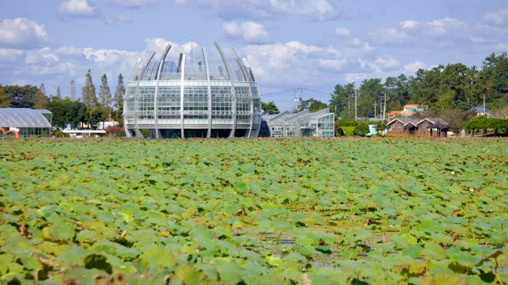lotus field