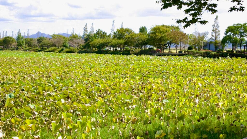 Vast lotus field at Hoesan White Lotus Habitat stretches toward a walking path.