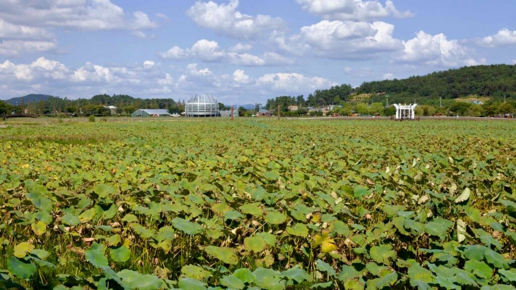 lotus field