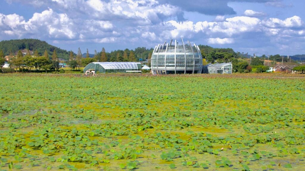 Vast lotus leaves cover the water at Hoesan Habitat; glass greenhouse prominent.