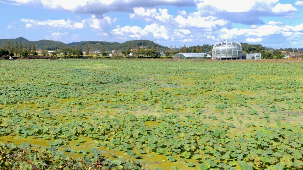 Lotus-covered waters at Hoesan White Lotus Habitat; floating glass greenhouse visible.