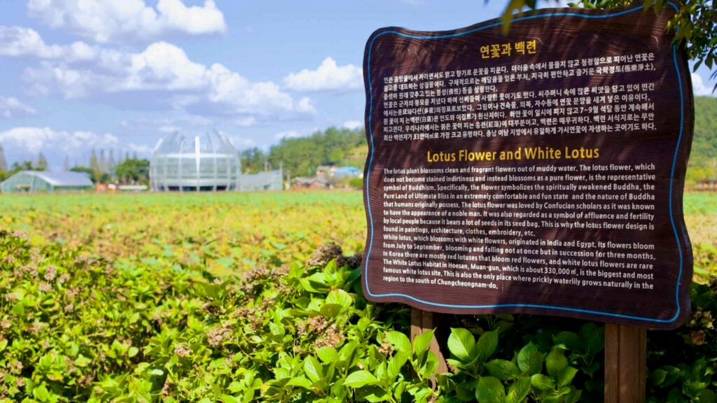 Informational sign about lotus flowers stands at Hoesan White Lotus Habitat.