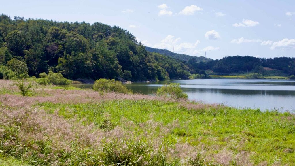 Calm waters and tall grasses along the Yeongsangang, framed by forested hills.