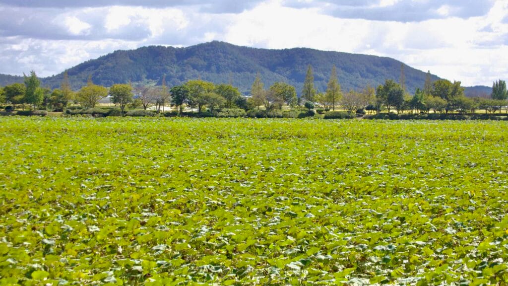 Lush sea of green lotus leaves stretches across Hoesan White Lotus Habitat pond.