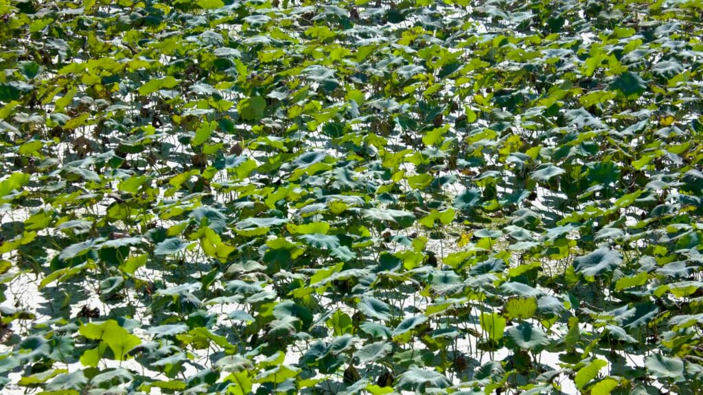 Dense sea of vibrant green lotus leaves covers the water at Hoesan White Lotus Habitat.