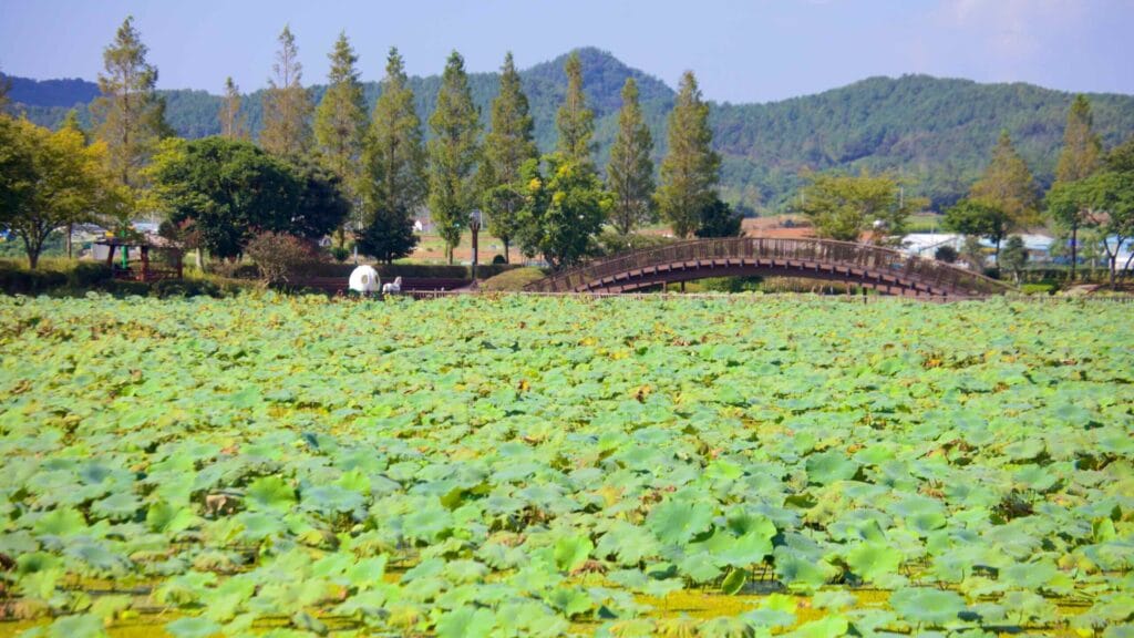 Wooden bridge over a pond filled with lotus and lush greenery at Hoesan Habitat.