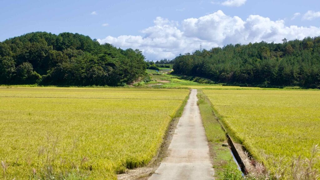 Narrow farm road stretches through golden rice fields toward a tree-lined hillside.