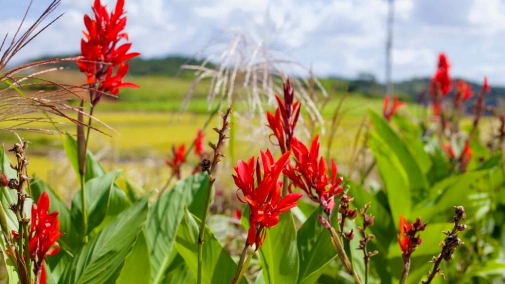 rural flora
